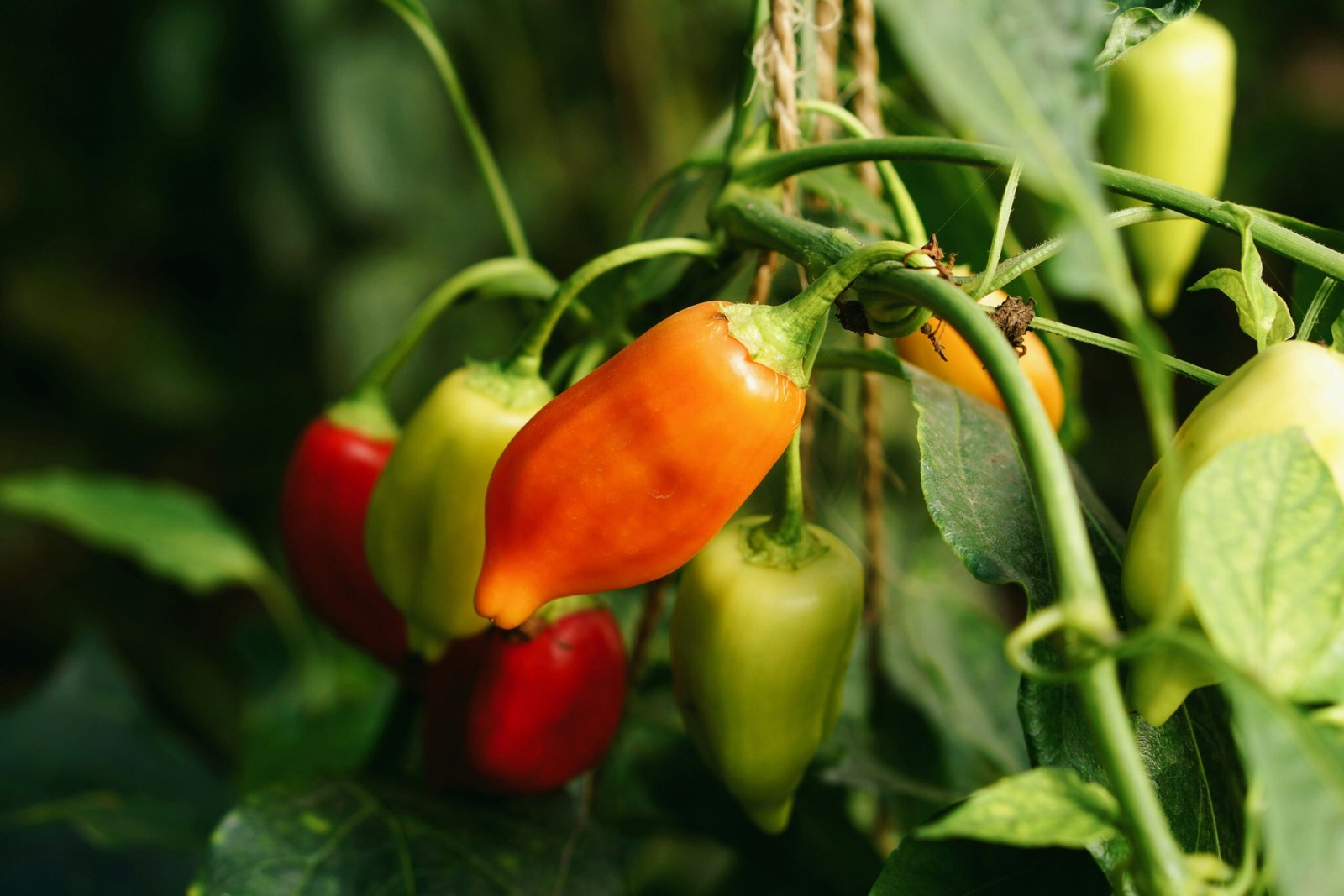 Chiles en Nogada